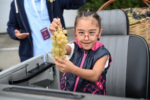 Festival hroznů a vína se otevírá v ázerbájdžánském Šamachi – FOTO