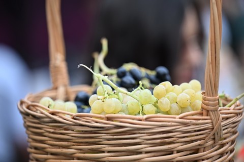 Festival hroznů a vína se otevírá v ázerbájdžánském Šamachi – FOTO