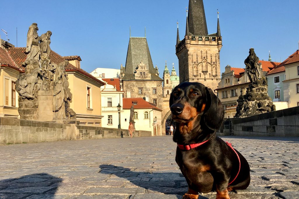 Pražské metro na lince A stálo pět hodin kvůli psovi na trati