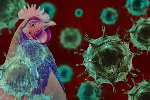 V pražské zoo byla potvrzena ptačí chřipka