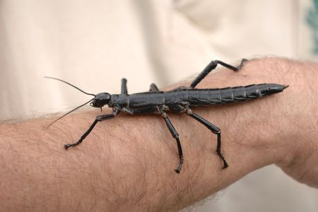 Pražská zoo poprvé v Česku odchovala nejtěžší nelétavý hmyz na světě